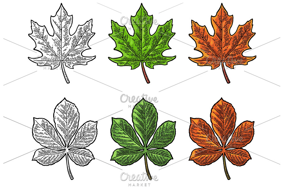Maple leaf for LOGO. Color/mono in Logo Templates - product preview 8