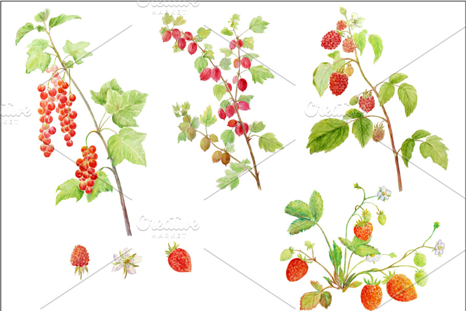 Watercolor Soft Fruit Branch in Illustrations - product preview 8