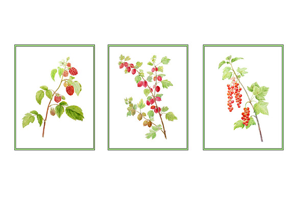 Watercolor Soft Fruit Branch in Illustrations - product preview 1