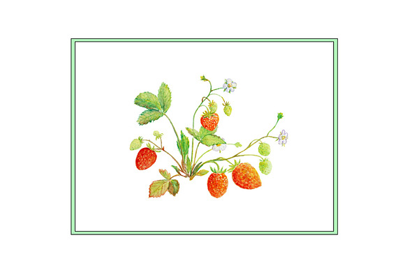 Watercolor Soft Fruit Branch in Illustrations - product preview 2