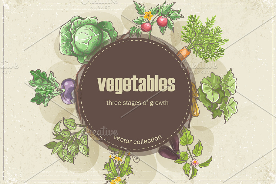 Vegetables - three stages of growth in Illustrations - product preview 8