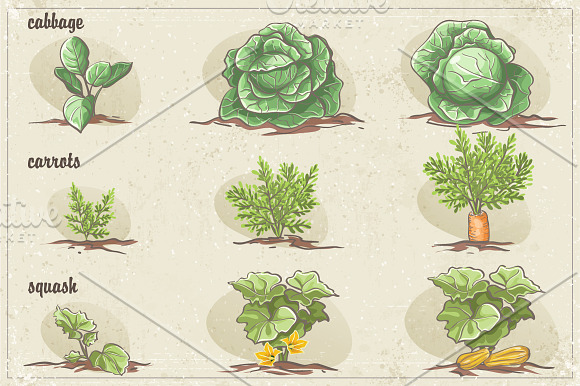 Vegetables - three stages of growth in Illustrations - product preview 1