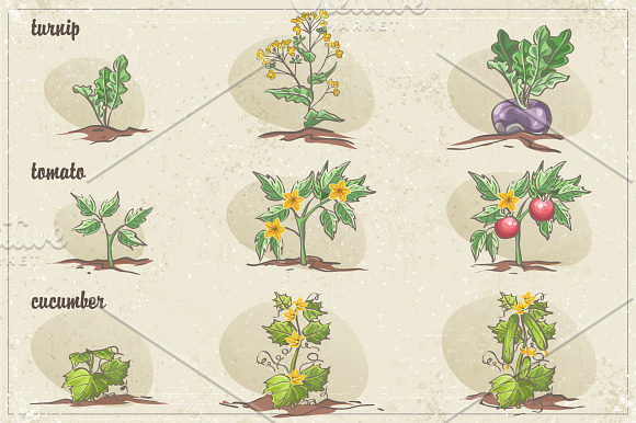 Vegetables - three stages of growth in Illustrations - product preview 2