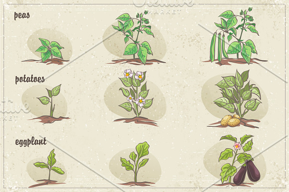 Vegetables - three stages of growth in Illustrations - product preview 3