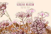 Verbena meadow. Floral illustration