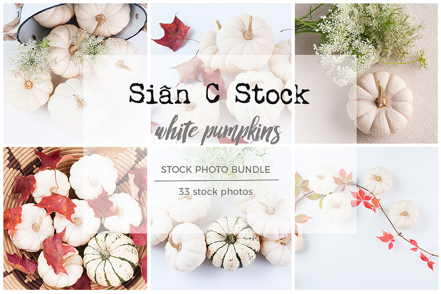 White Pumpkins Stock Photo Bundle
