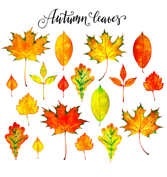 Autumn leaves in Illustrations - product preview 1