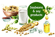 Soybeans & soy products. Watercolor