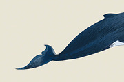 Illustration drawing of whale