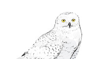Illustration drawing of owl