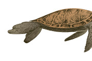 Illustration drawing of turtle