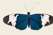 Illustration drawing of butterfly