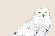 Illustration drawing of owl