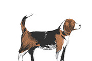 Drawing style of dog vector