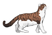 Illustration drawing of cat