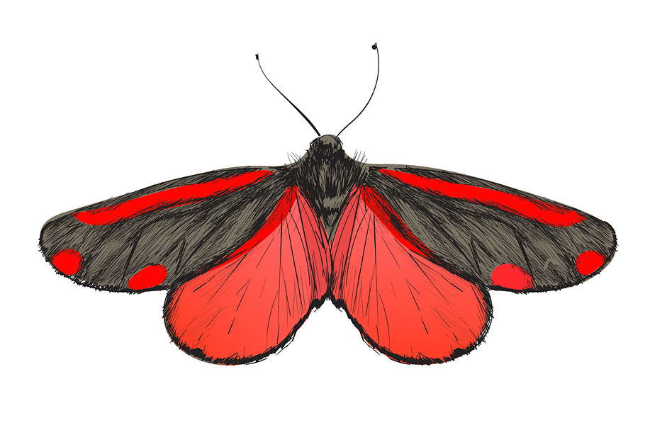Illustration drawing of butterfly in Illustrations - product preview 8