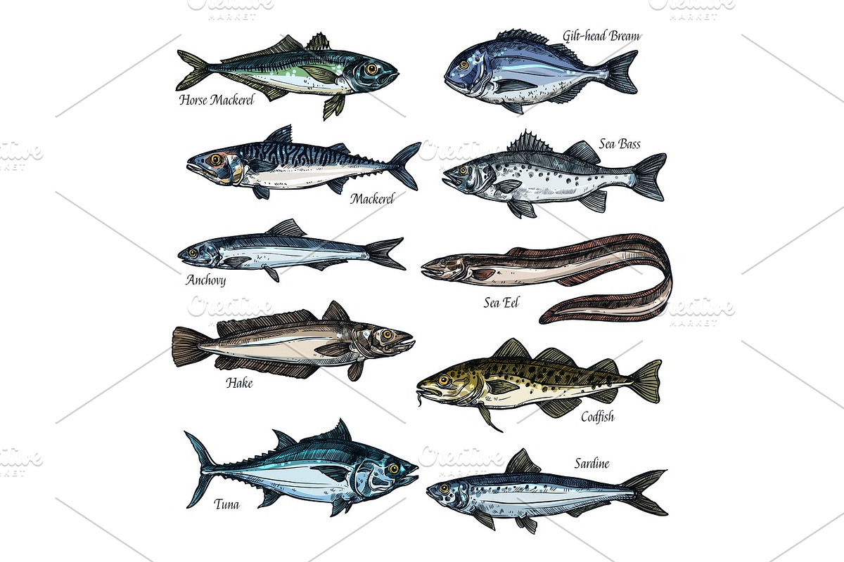 Fish, seafood sketch set with sea, ocean animal in Illustrations - product preview 8