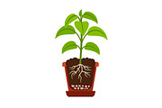 Houseplant with roots icon