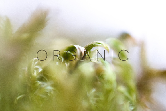 Organic in Objects - product preview 5