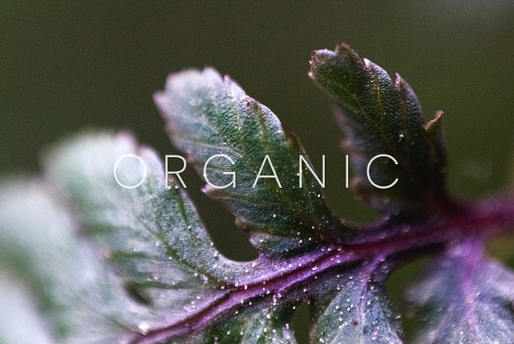 Organic in Objects - product preview 15