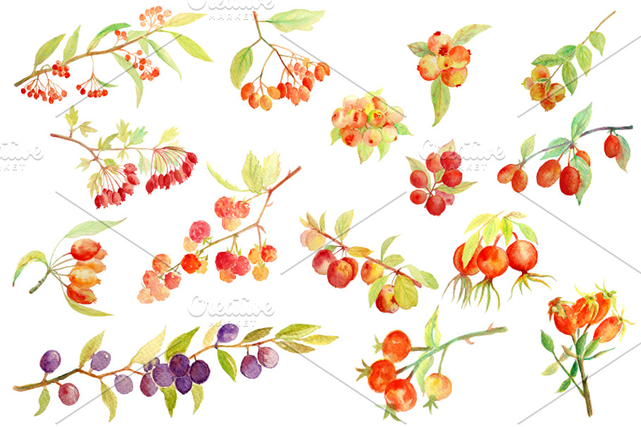 Watercolor Autumn Berry Fall Berry