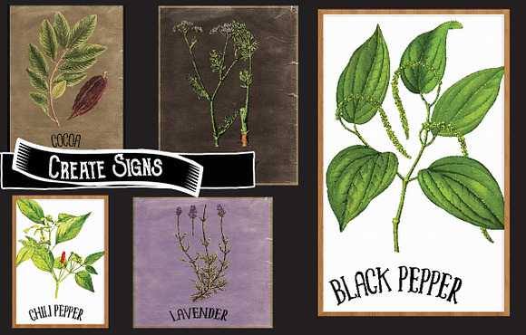 Herb & Spice Collection 1 in Illustrations - product preview 3