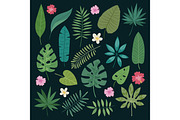 Different tropical leaves summer green exotic jungle palm leaf nature plant botanical hawaii flora vector illustration.