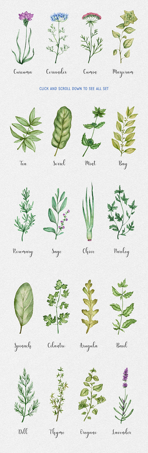 20 watercolor herbs set in Illustrations - product preview 1