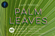 Photo Suite:  Palm Leaves