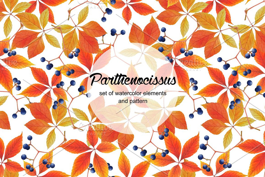 Set of watercolor parthenocissus in Illustrations - product preview 8