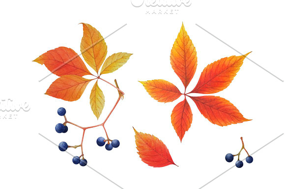 Set of watercolor parthenocissus in Illustrations - product preview 1
