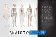 Systems Human Body Anatomy Female