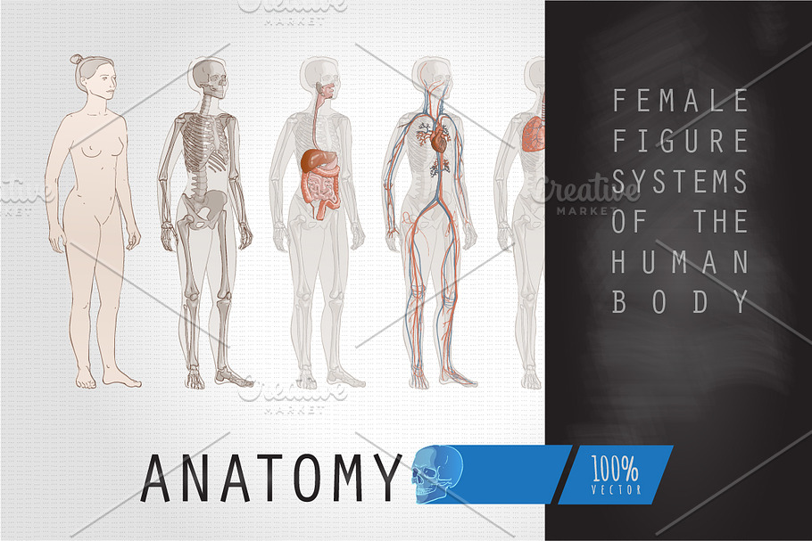 Systems Human Body Anatomy Female in Illustrations - product preview 8