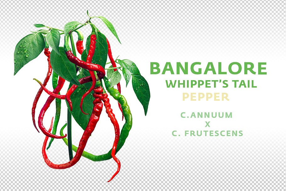 Bangalore Whippet's Tail