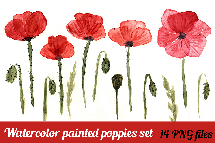 Watercolor red poppy flowers