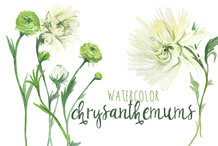 Watercolor Chrysanthemums & Dahlias