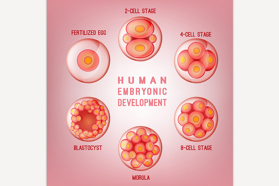 Embryo Development Image in Illustrations - product preview 8