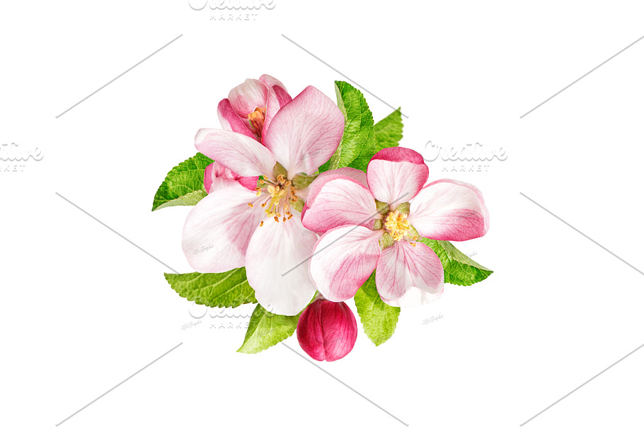 Apple tree blossoms with green leaf in Objects - product preview 8