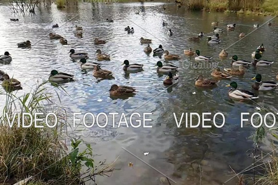Wild ducks and geese swimming in the autumn pond