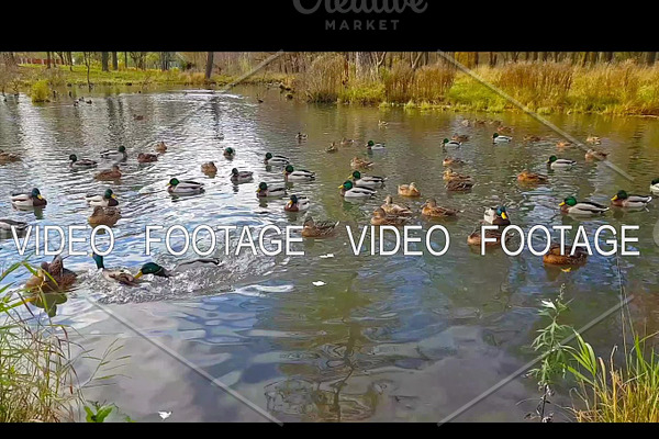 Wild ducks and geese swimming in the autumn pond