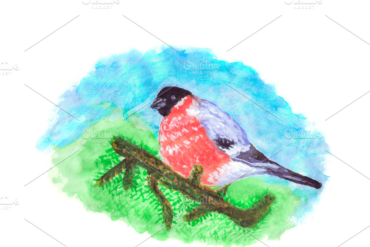 Bullfinch Bird On Pine Tree Branch in Illustrations - product preview 8