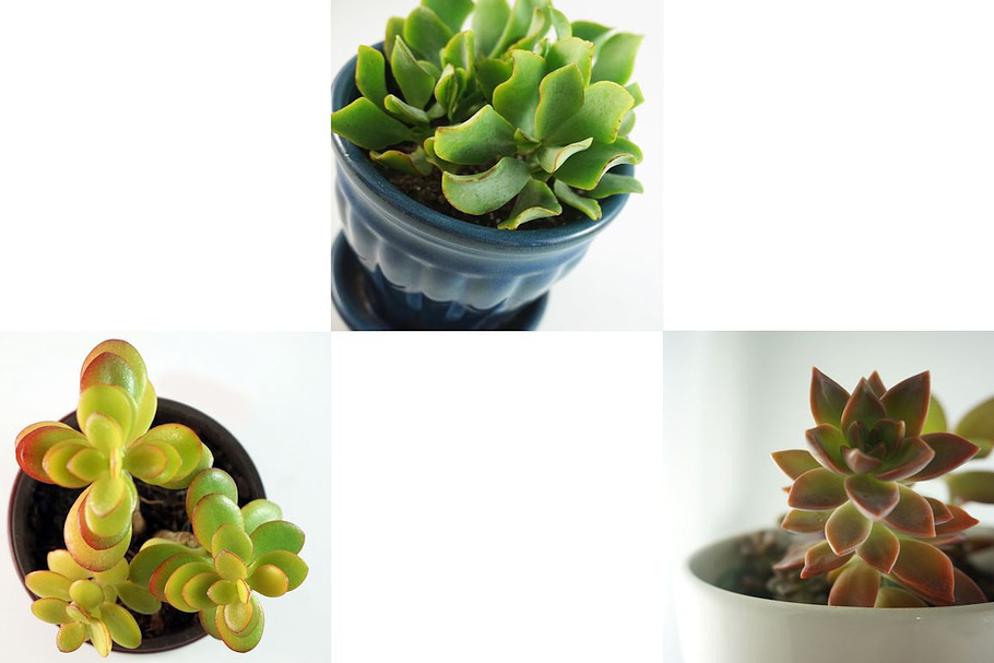 Succulent Squares Photo 3 Pack in Instagram Templates - product preview 8