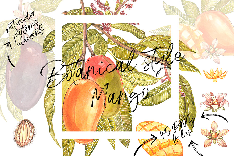 Mango clipart in botanical style in Illustrations - product preview 8