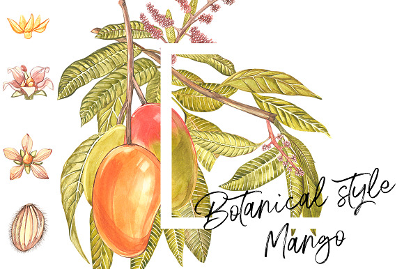 Mango clipart in botanical style in Illustrations - product preview 1
