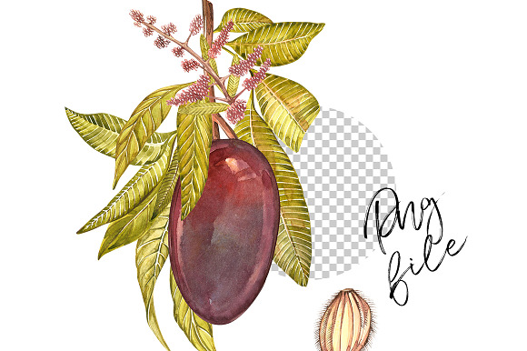 Mango clipart in botanical style in Illustrations - product preview 3