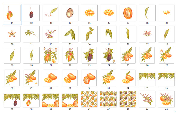 Mango clipart in botanical style in Illustrations - product preview 4