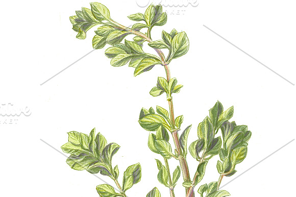 Garden Herbs Set Pencil Drawing in Illustrations - product preview 1