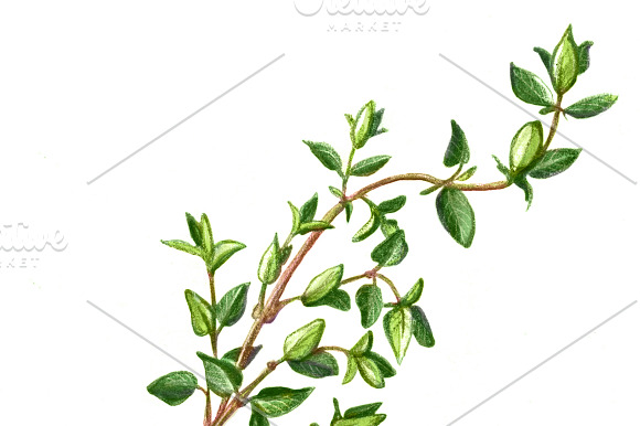 Garden Herbs Set Pencil Drawing in Illustrations - product preview 4