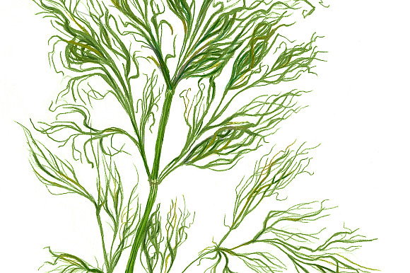 Garden Herbs Set Pencil Drawing in Illustrations - product preview 5