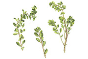 Marjoram Pencil Drawing Isolated